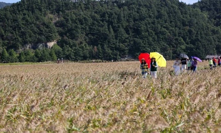 Hàn Quốc gia hạn thí điểm cấp visa du lịch theo đoàn đối với Việt Nam