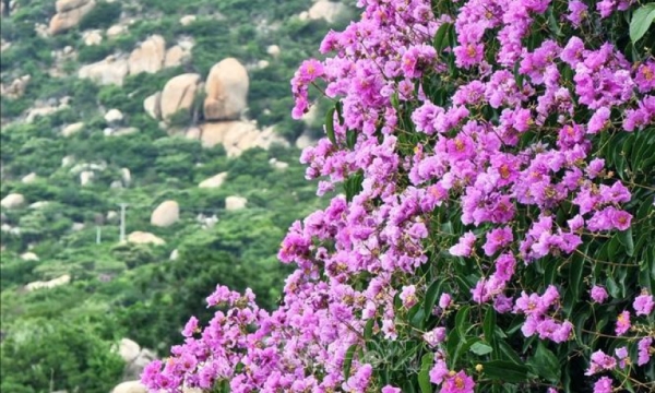 Bằng lăng ‘nhuộm tím’ khu rừng ven biển Ninh Thuận