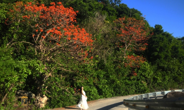 Đến Cù Lao Chàm mùa này, hoa ngô đồng đỏ nở rợp Bãi Làng, Bãi Xếp, Bãi Hương