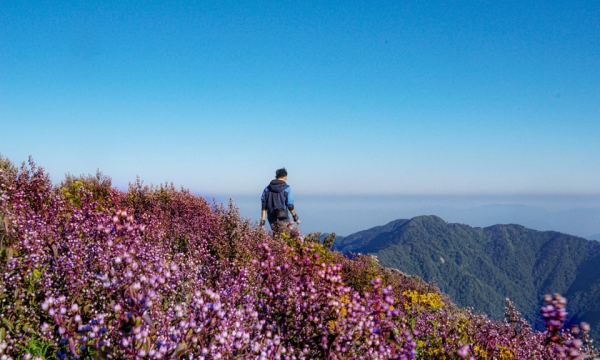 Sắp đến mùa hoa chi pâu trên đỉnh Tà Chì Nhù