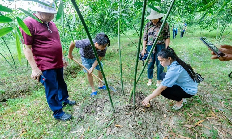 Sản xuất nông nghiệp gắn với du lịch sinh thái