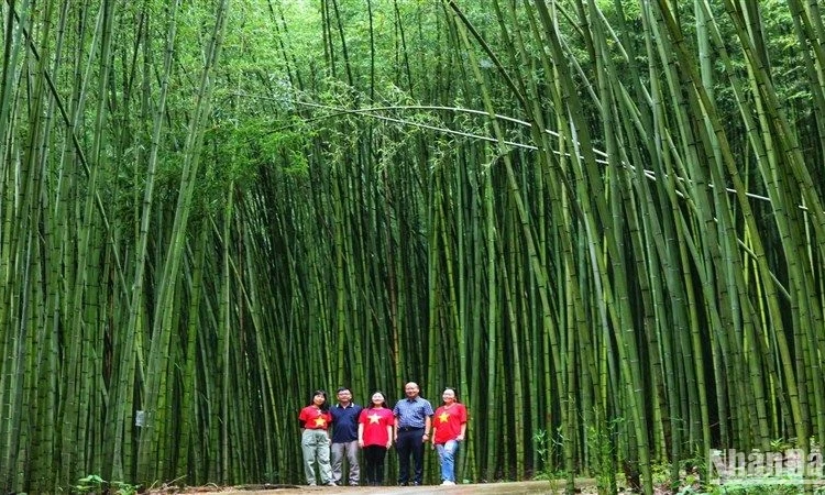 “Lạc” trong rừng trúc ở Nguyên Bình