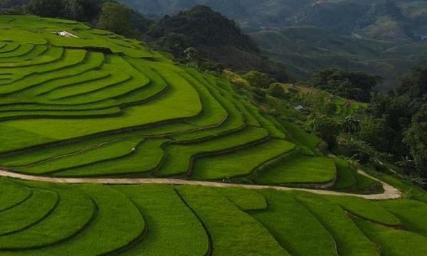 Mùa lúa xanh mượt trên ruộng bậc thang Vân Hồ ở Sơn La