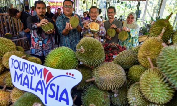 Malaysia mở loạt tour sầu riêng để hút khách
