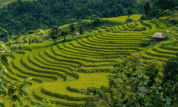 Ngắm mùa lúa chín ở Hà Giang vẹn nguyên sau bão lũ