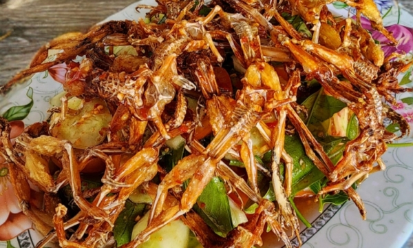 Món ‘vũ nữ chân dài’ ở An Giang đắt ngang tôm hùm, khách ăn sạch cả xương