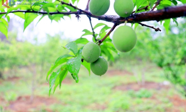 Vườn mơ Yên Tử- Điểm đến khó quên mùa đơm quả