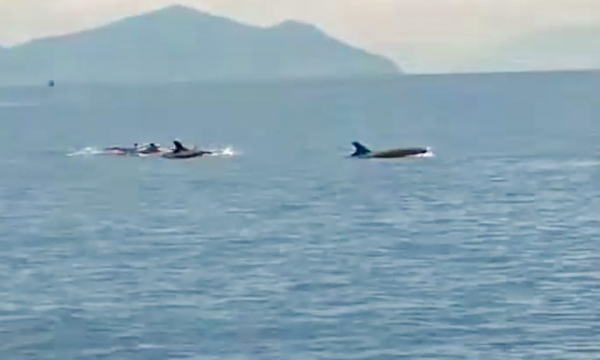 Khoảnh khắc đàn cá heo bơi gần thuyền ở Nha Trang gây sốt mạng xã hội