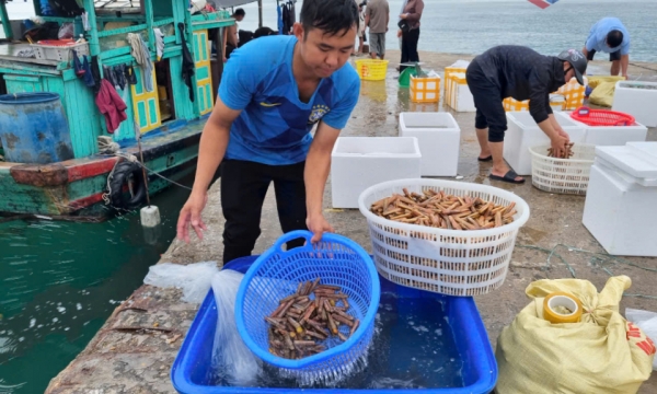 Tấp nập cảng cá Cô Tô