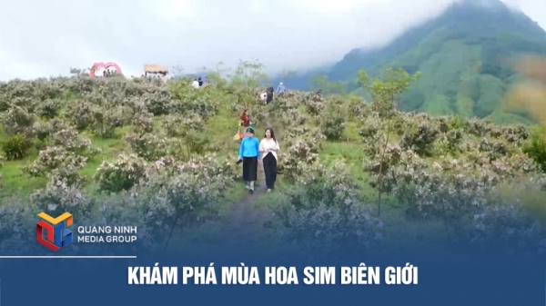 Khám phá mùa hoa Sim biên giới
