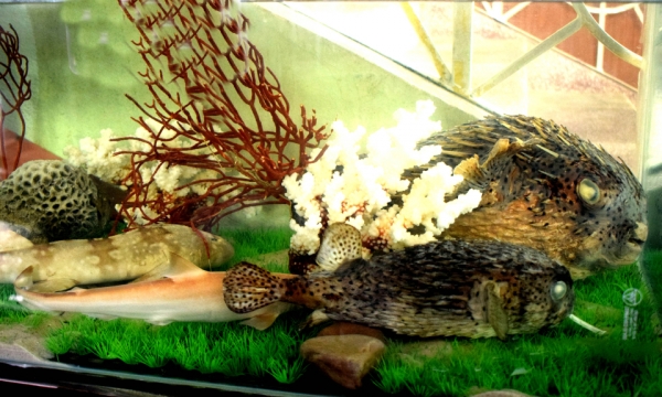 Bảo tàng Đa dạng sinh học Vườn quốc gia Bái Tử Long