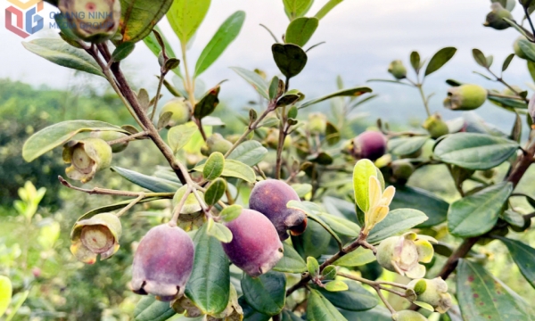 Check-in mùa sim chín Mã Thầu Sơn