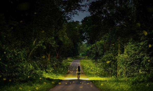 Kinh nghiệm an toàn khi trekking rừng Cúc Phương