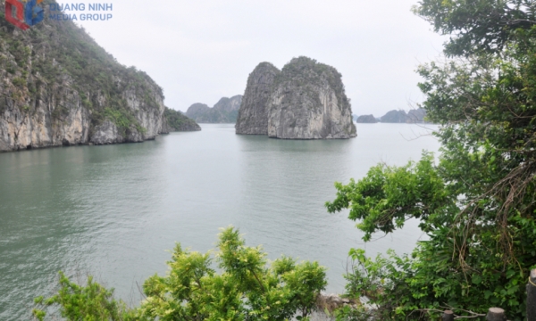 Sức hút khu vực Hang Cỏ – Vung Viêng trên Vịnh Hạ Long
