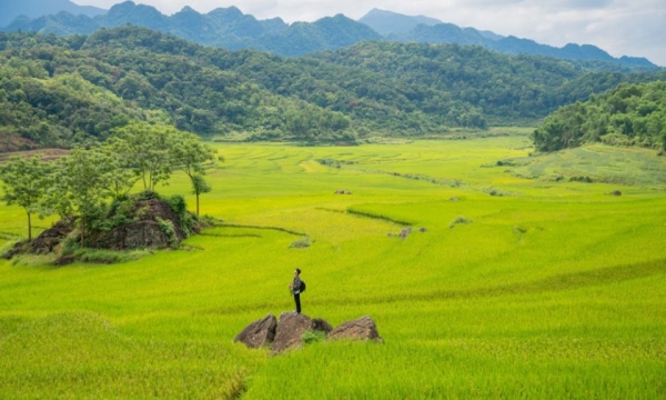 Check-in 5 cánh đồng mùa lúa chín vàng dịp đầu thu