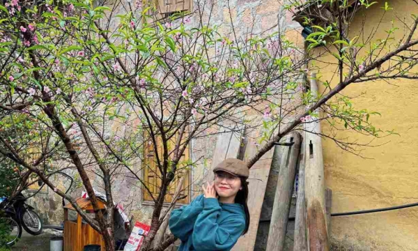 Mùa hoa đào nở sớm chen màu tam giác mạch ở làng Lô Lô Chải